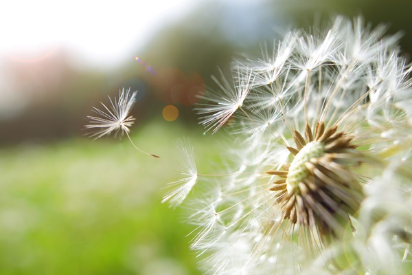 Close-up of dandelion seeds in sunlight.
